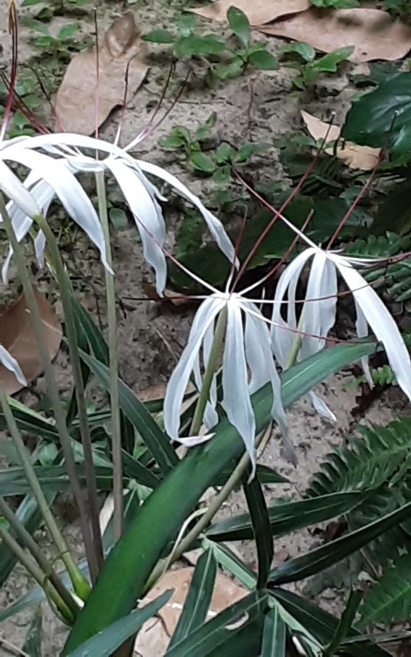 Crinum purpurascens flower