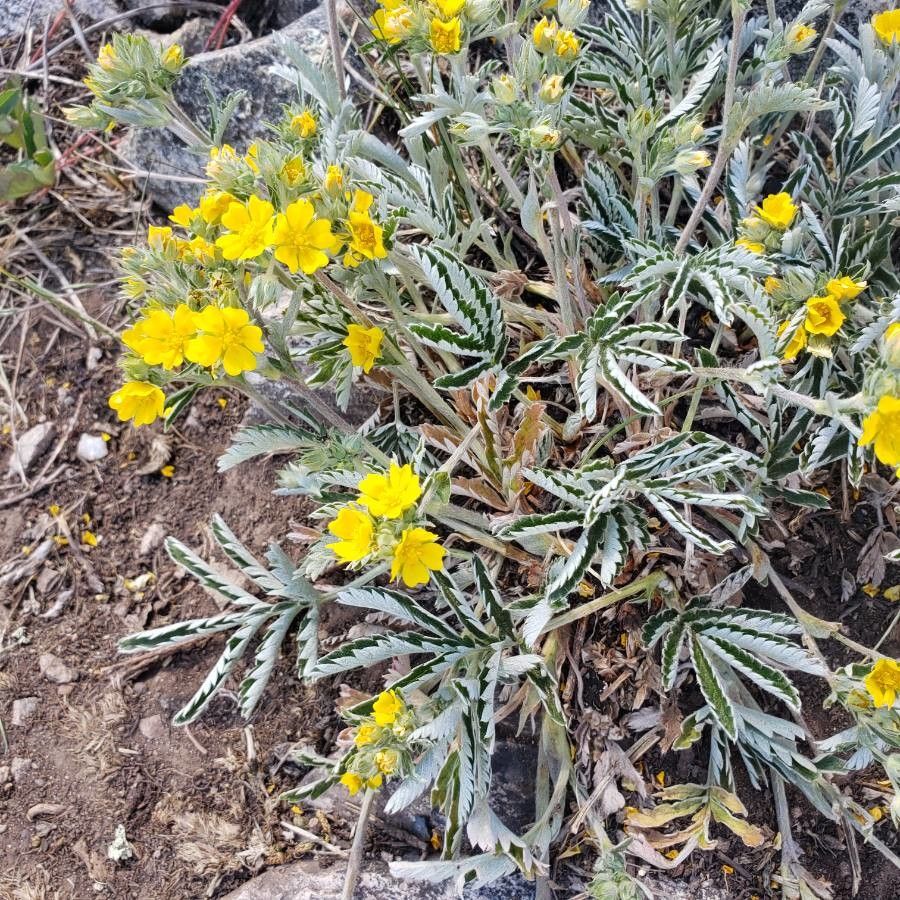 Potentilla concinna — search result for 'Potentilla'