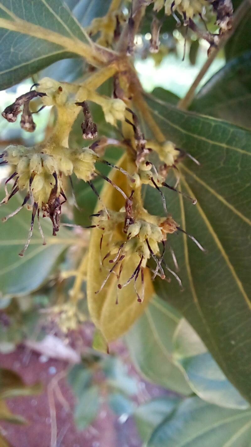 Strychnos pseudoquina flower