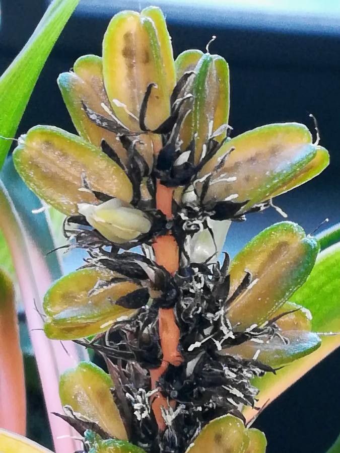 Chlorophytum orchidastrum fruit