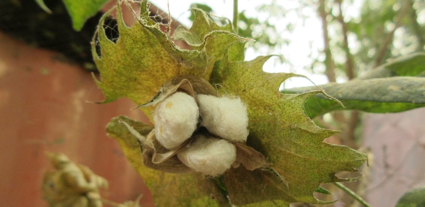 Gossypium arboreum fruit