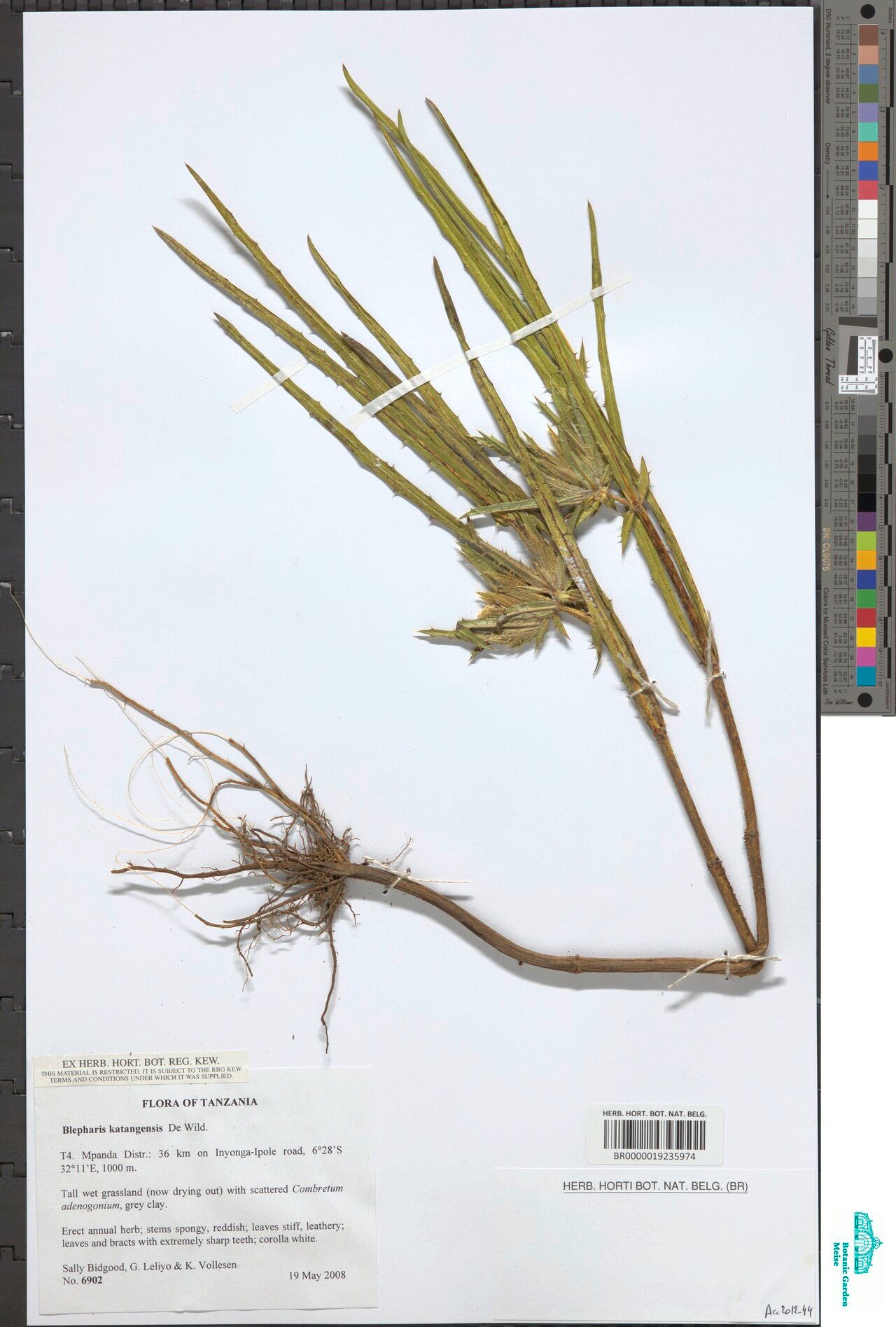 Blepharis katangensis — houseplant care guide