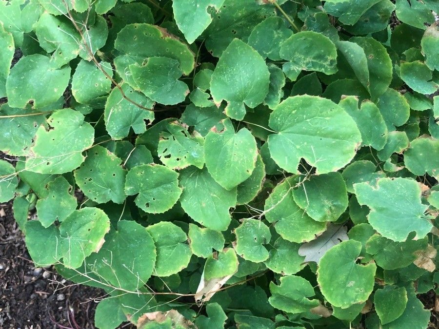 Epimedium brevicornu — related species from the same genus