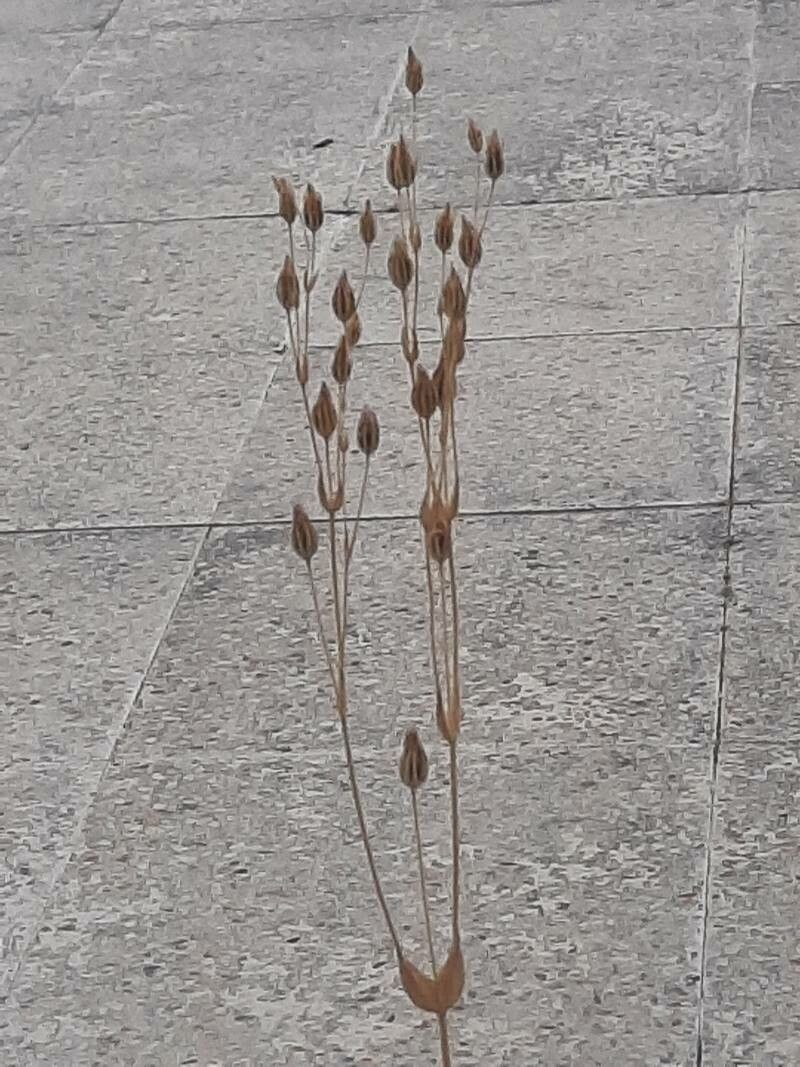 Blackstonia imperfoliata fruit