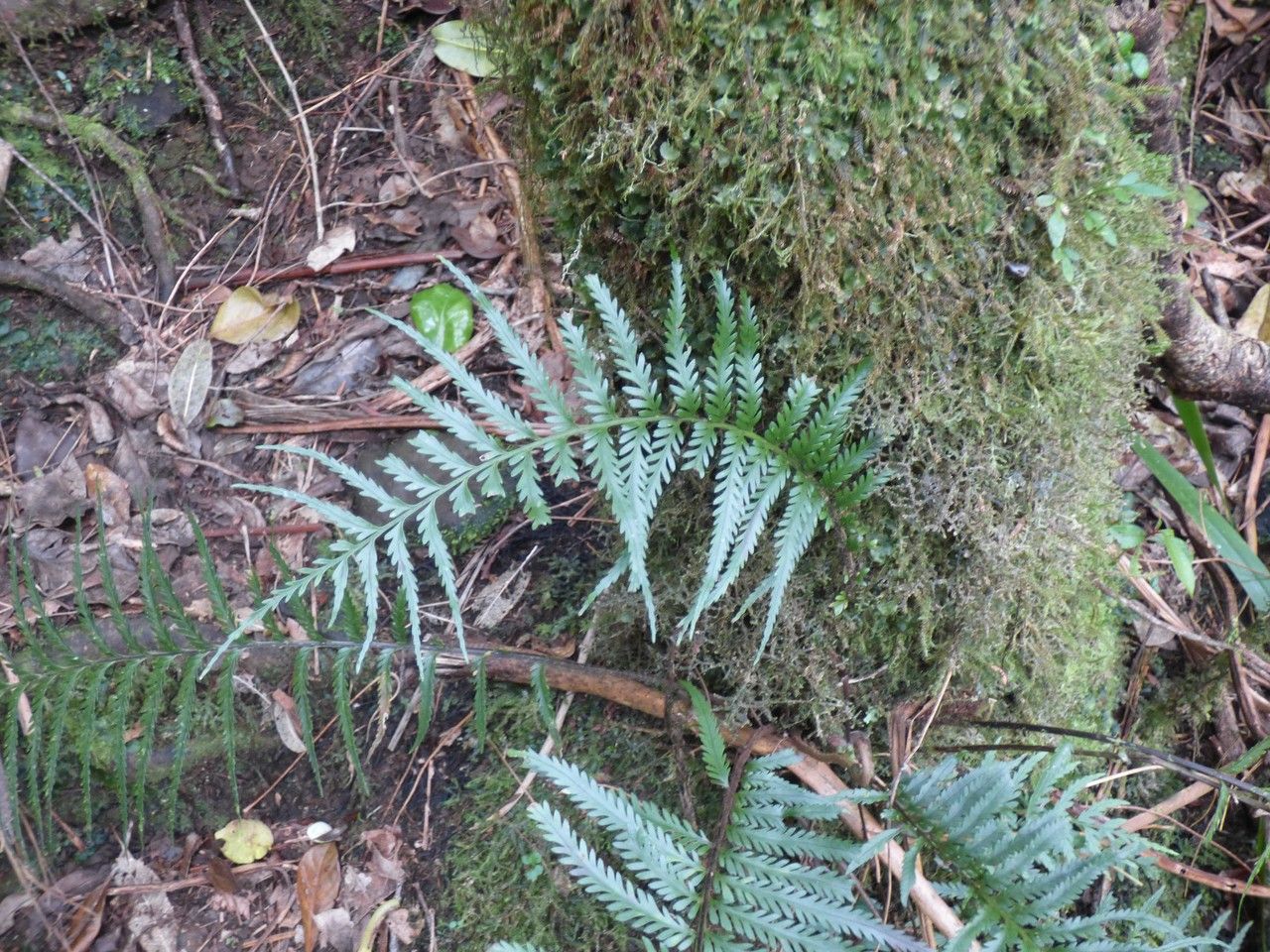 Asplenium daucifolium — search result for 'Aspleniaceae'