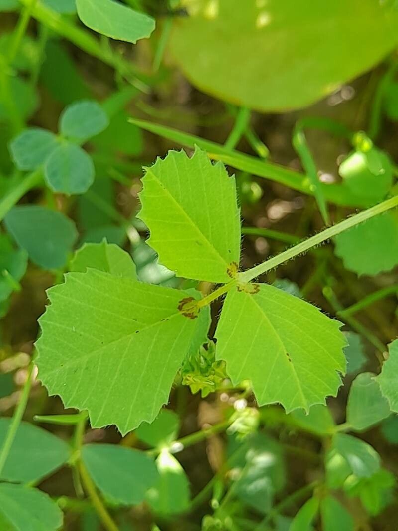 Medicago laciniata — search result for 'Egypt'