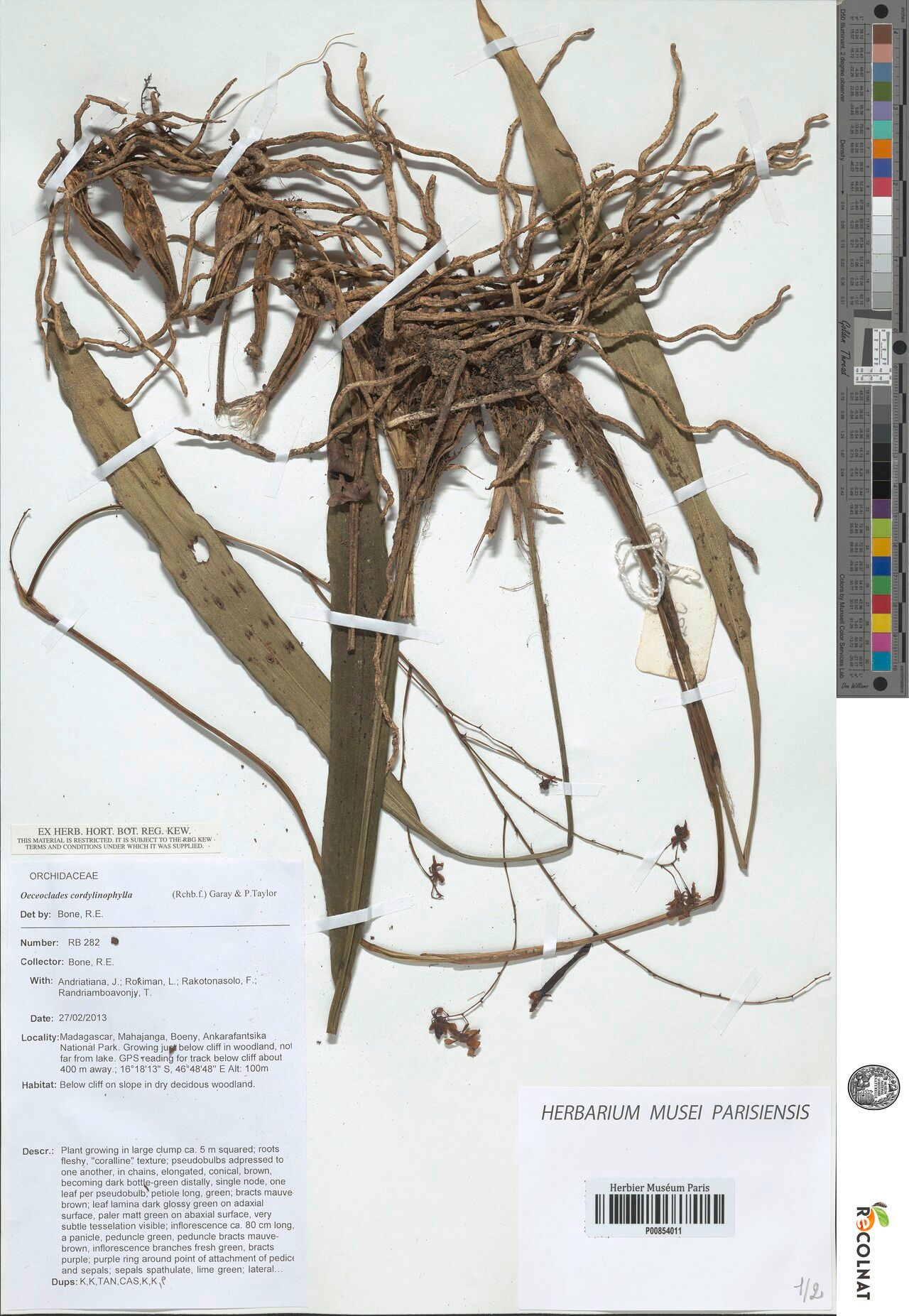 Eulophia cordylinophylla — houseplant care guide