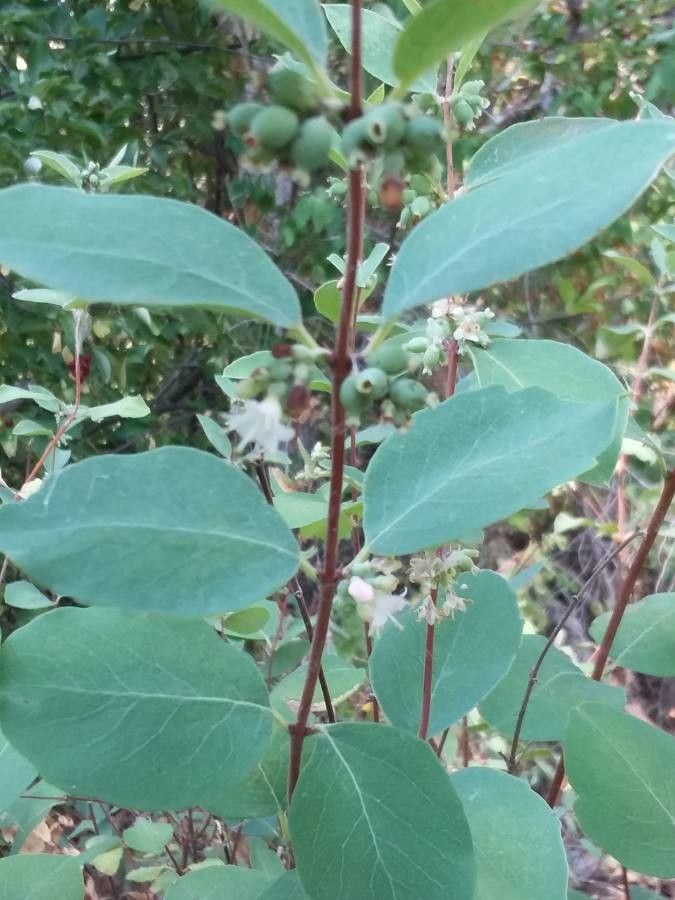 Symphoricarpos occidentalis — search result for 'Symphoricarpos'