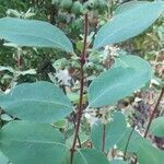 Symphoricarpos occidentalis