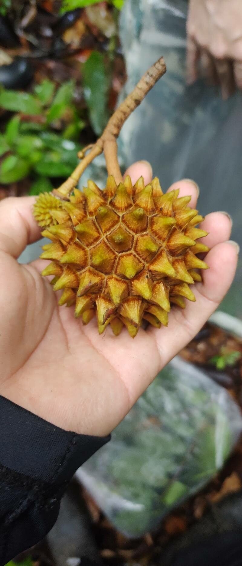 Duguetia stelechantha fruit
