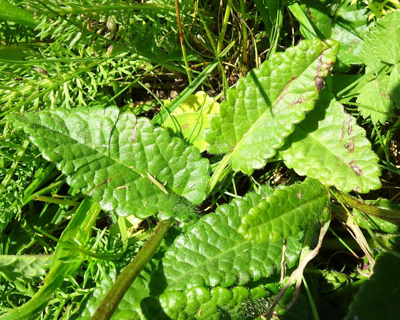 Betonica officinalis leaf