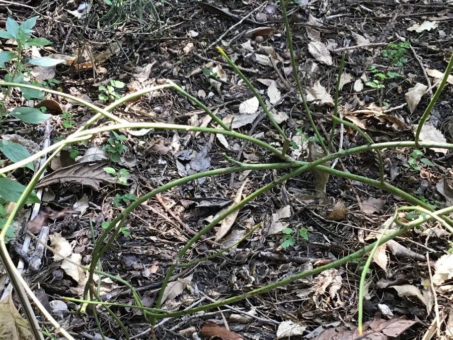 Carmichaelia australis — clay tolerant houseplant