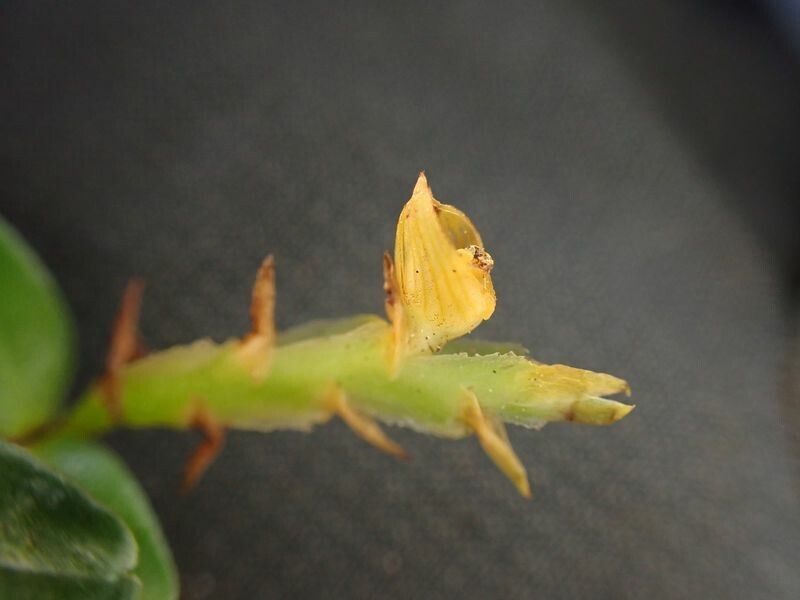 Bulbophyllum oreonastes flower