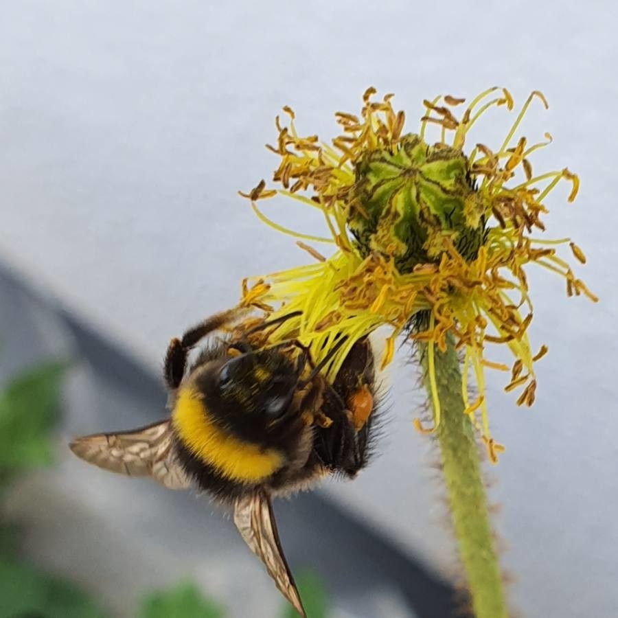 Papaver paniculatum flower
