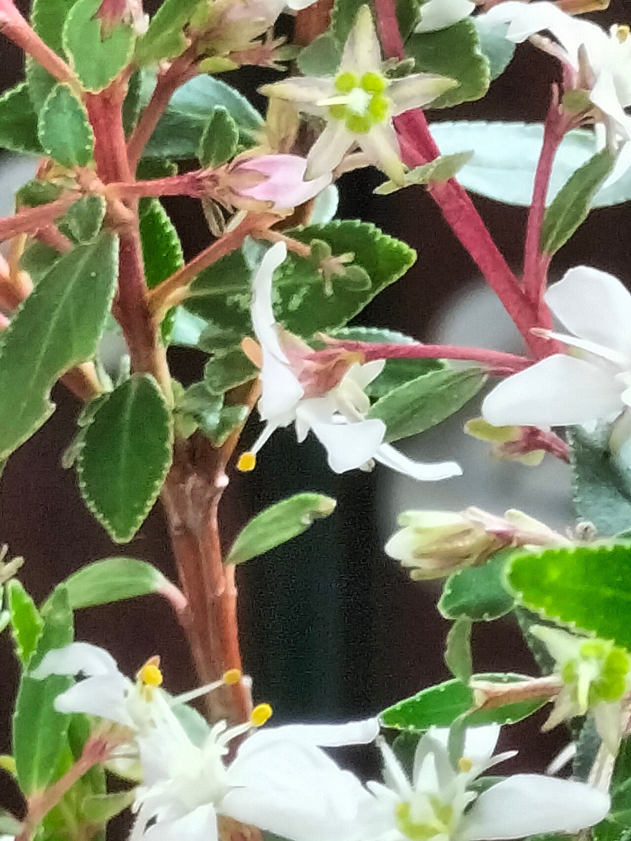 Agathosma crenulata bark