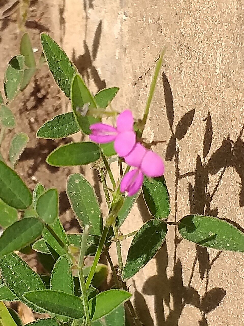 Desmodium incanum leaf