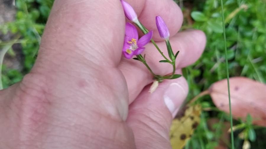 Centaurium scilloides — search result for 'Azores'