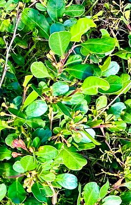 Dodonaea aptera — related species from the same genus