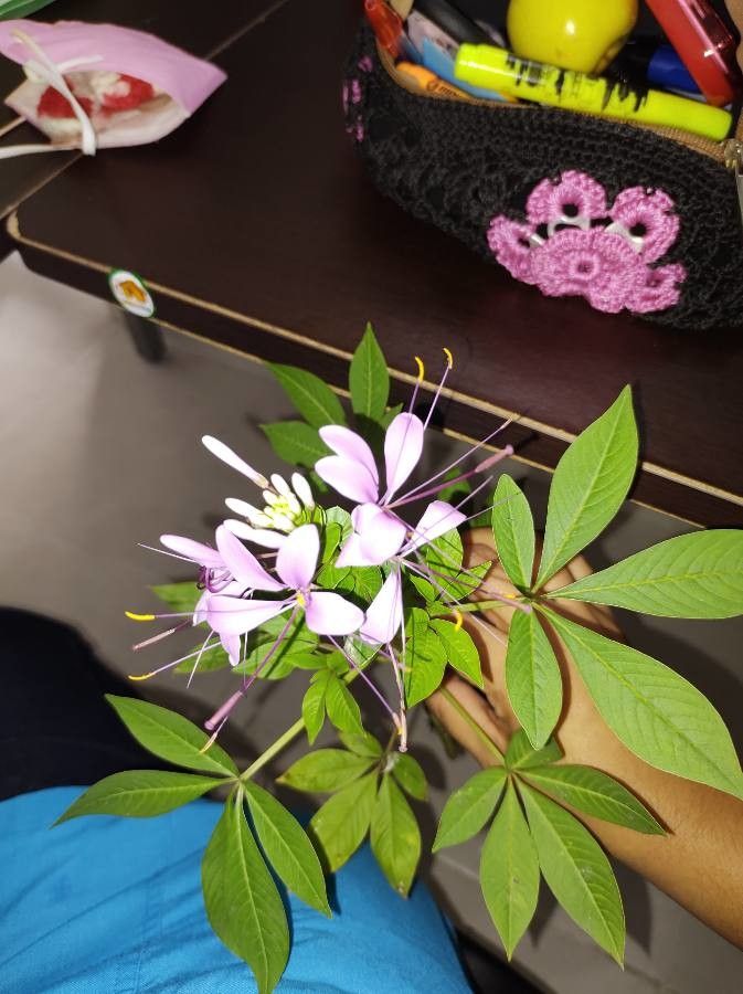 Tarenaya spinosa flower