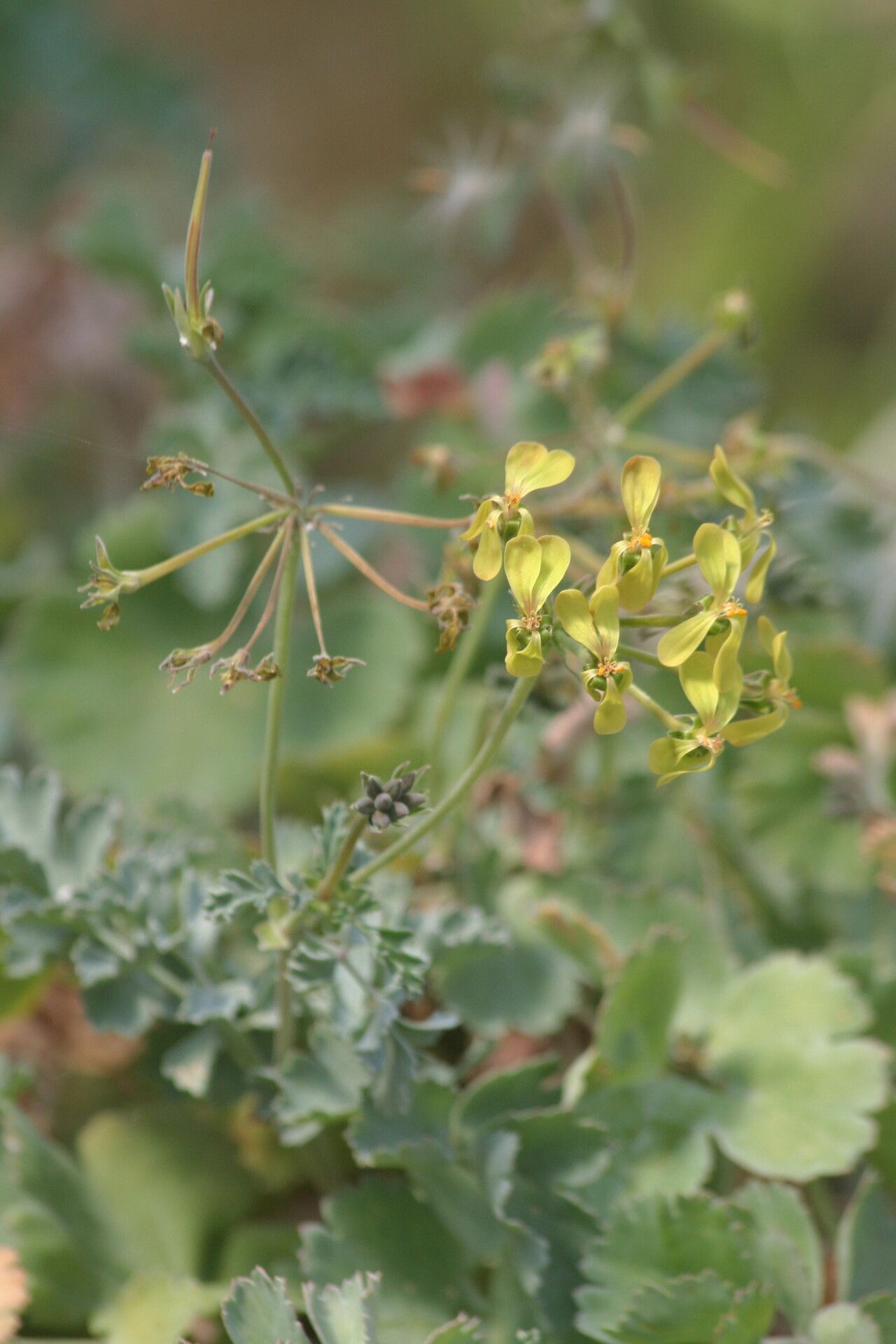 Pelargonium gibbosum flower