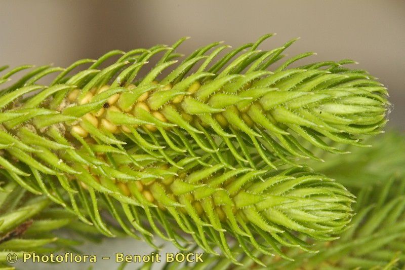 Huperzia dentata — search result for 'Huperzia'