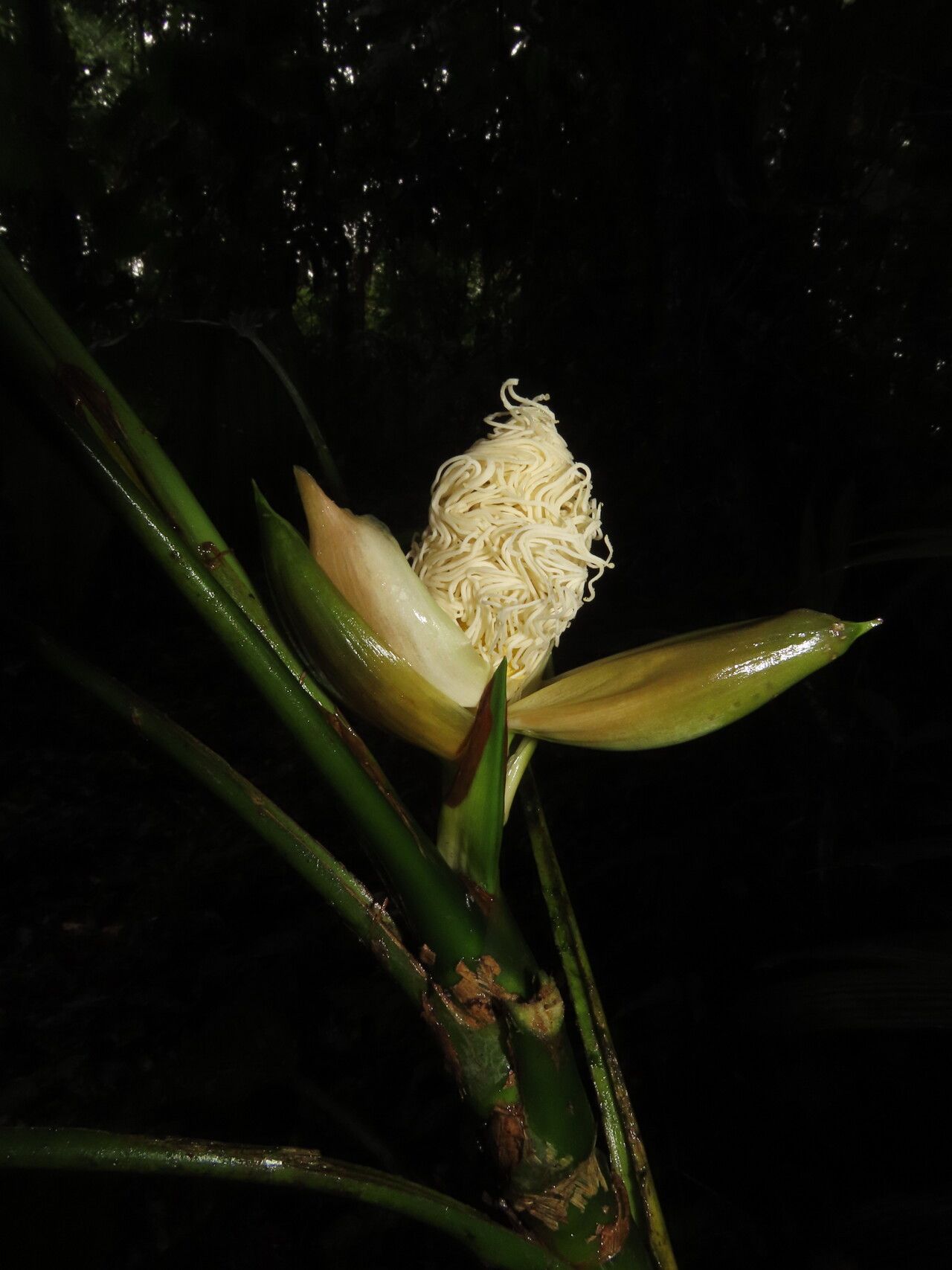 Evodianthus funifer flower