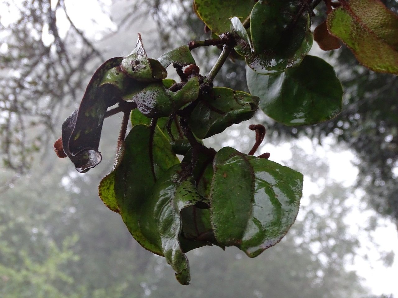 Diospyros abyssinica leaf
