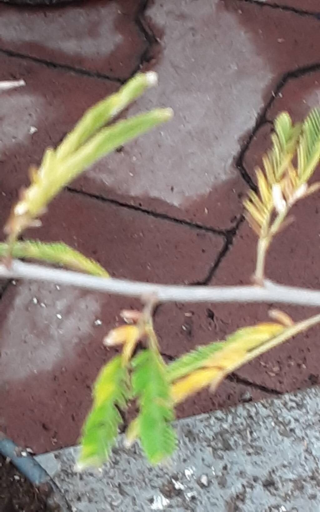 Calliandra spinosa bark