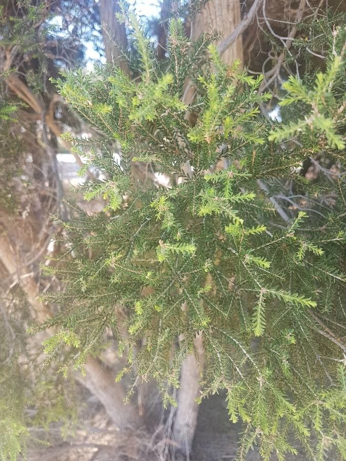 Melaleuca lanceolata