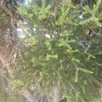 Melaleuca lanceolata