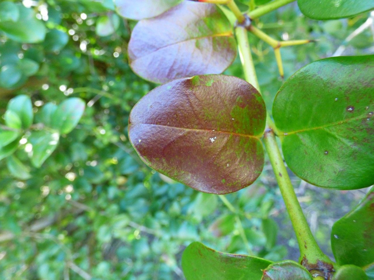 Carissa bispinosa leaf