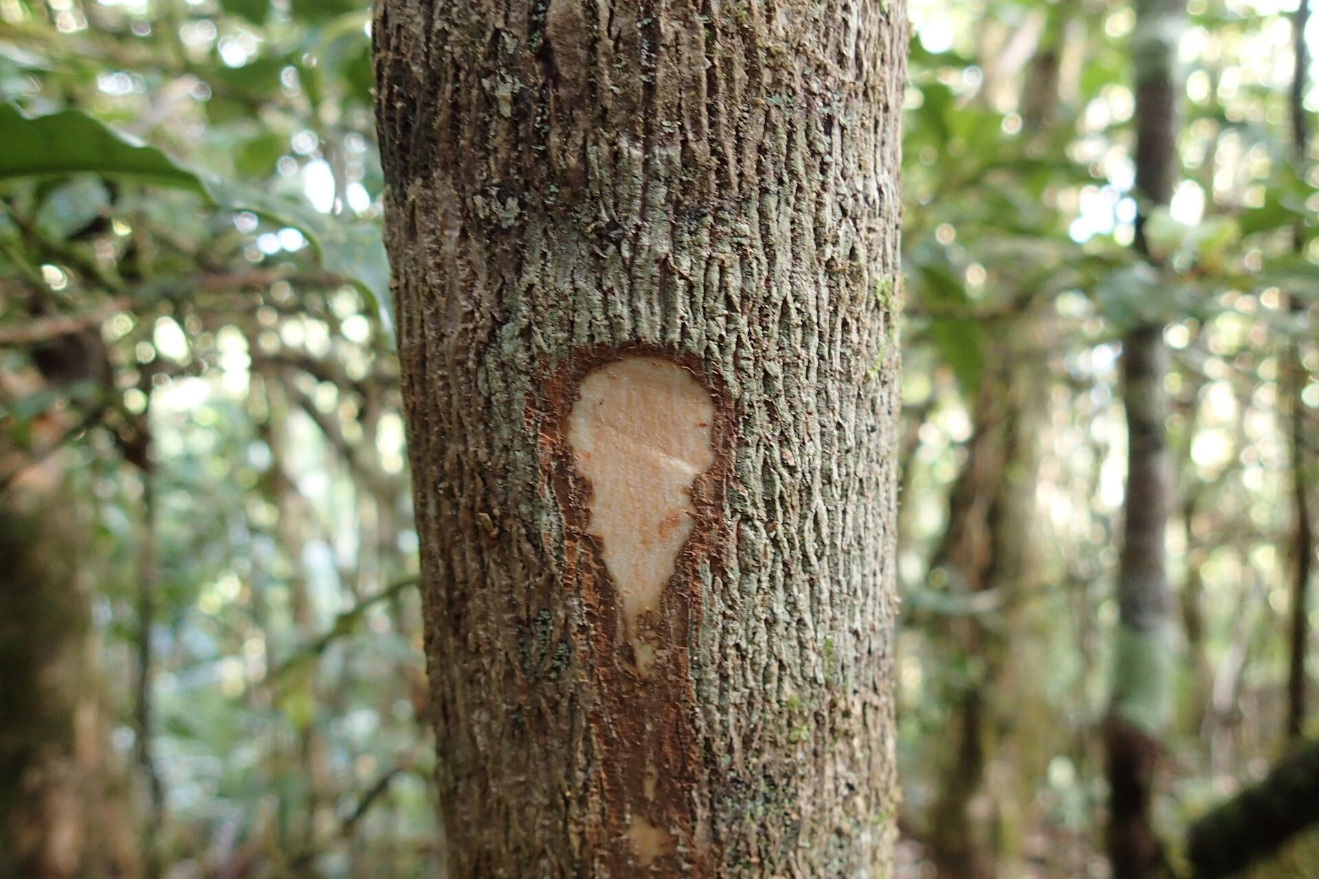 Hooglandia ignambiensis bark