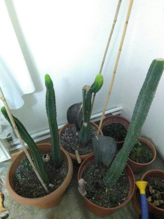 Trichocereus macrogonus fruit