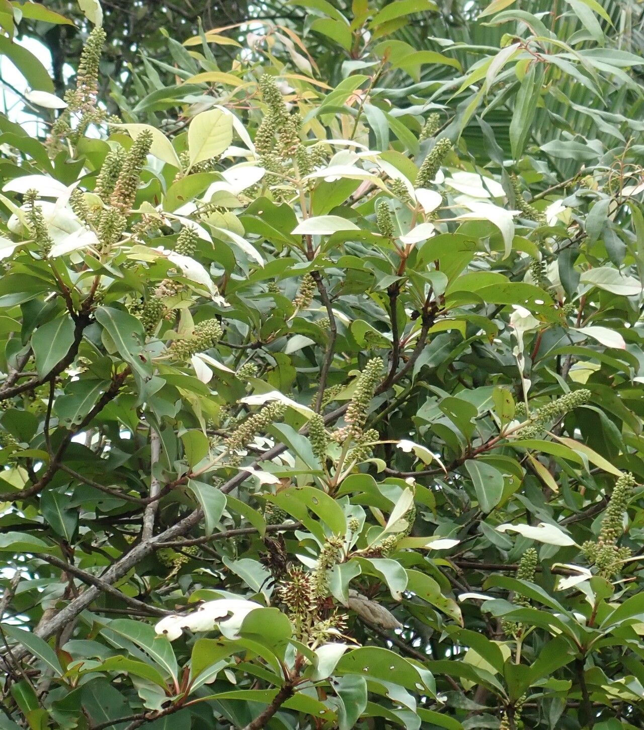 Hymenodictyon biafranum flower