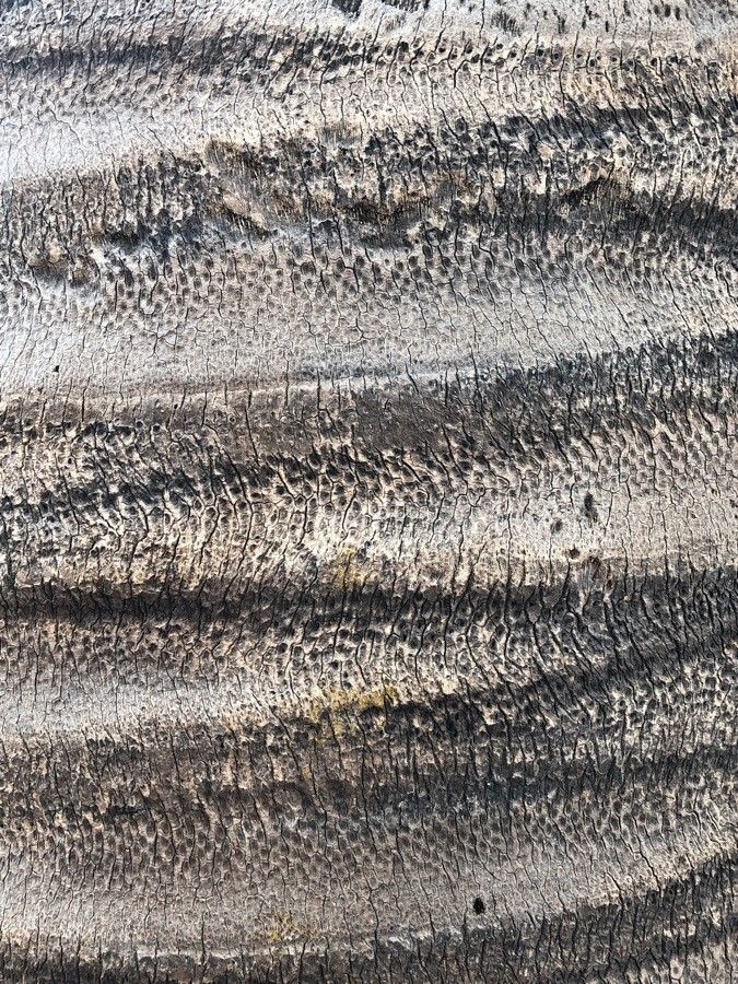 Jubaea chilensis bark