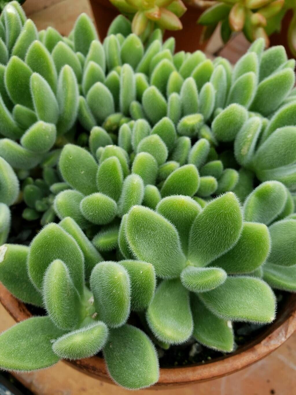 Sedum mocinoanum — houseplant care guide