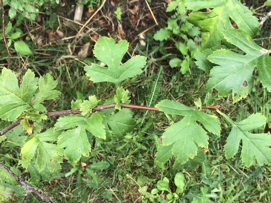Crataegus pseudoheterophylla — search result for 'Crataegus'