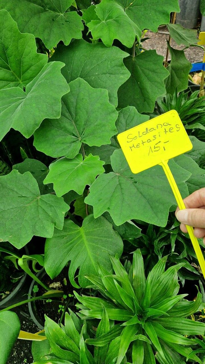 Roldana petasitis — search result for 'Geranium'