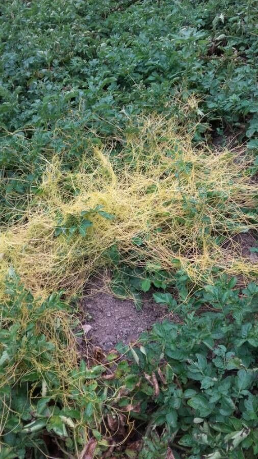 Cuscuta europaea leaf