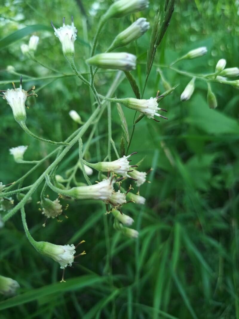 Parasenecio hastatus flower