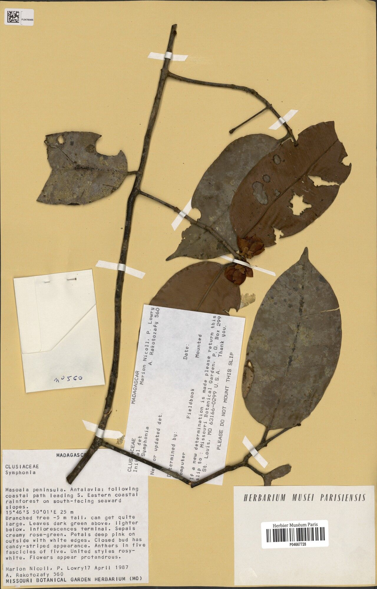 Symphonia sessiliflora — houseplant care guide