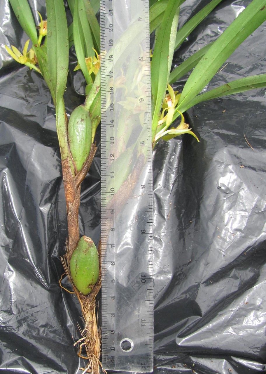 Camaridium gomezianum fruit