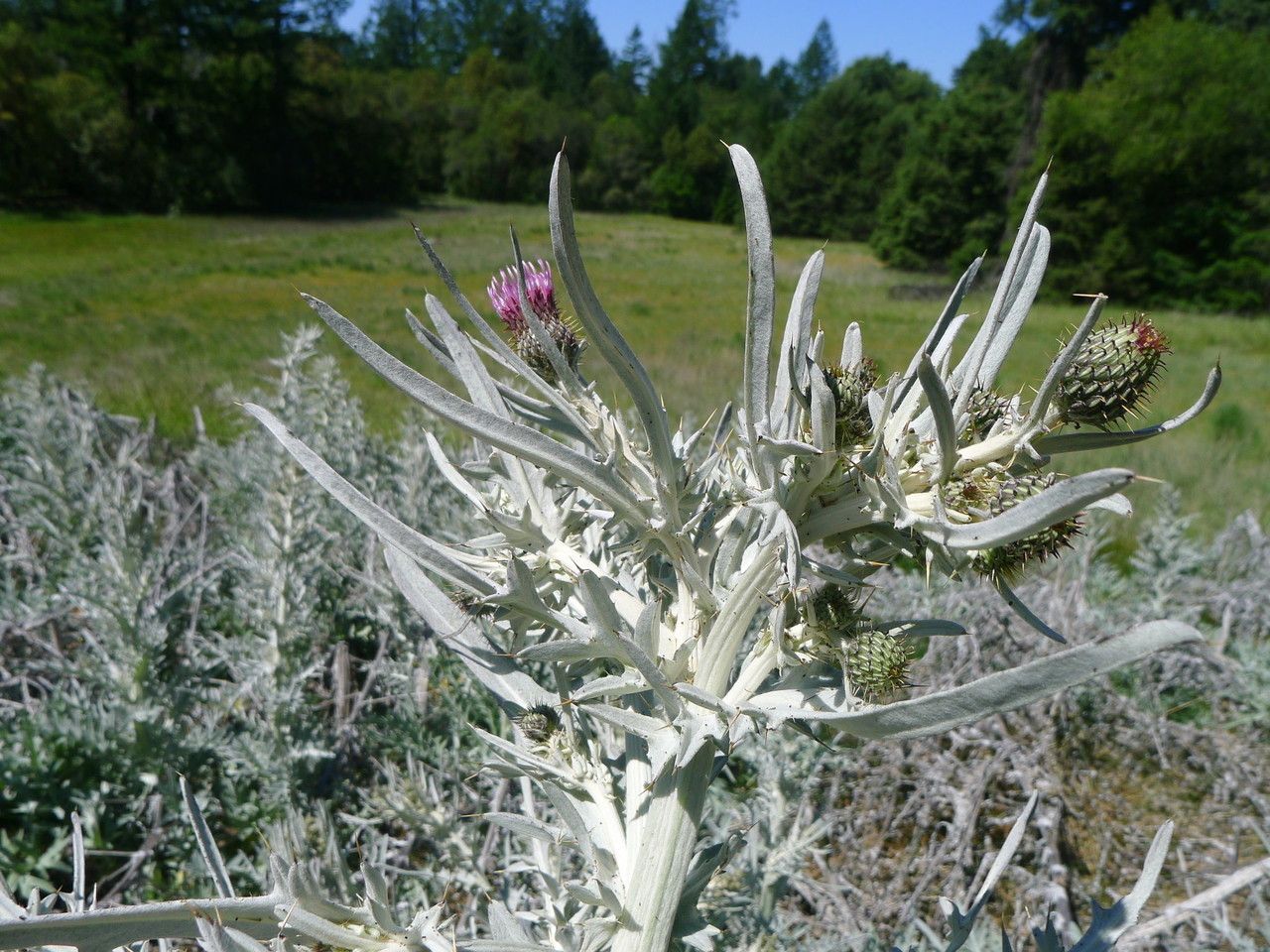 Cirsium douglasii habit