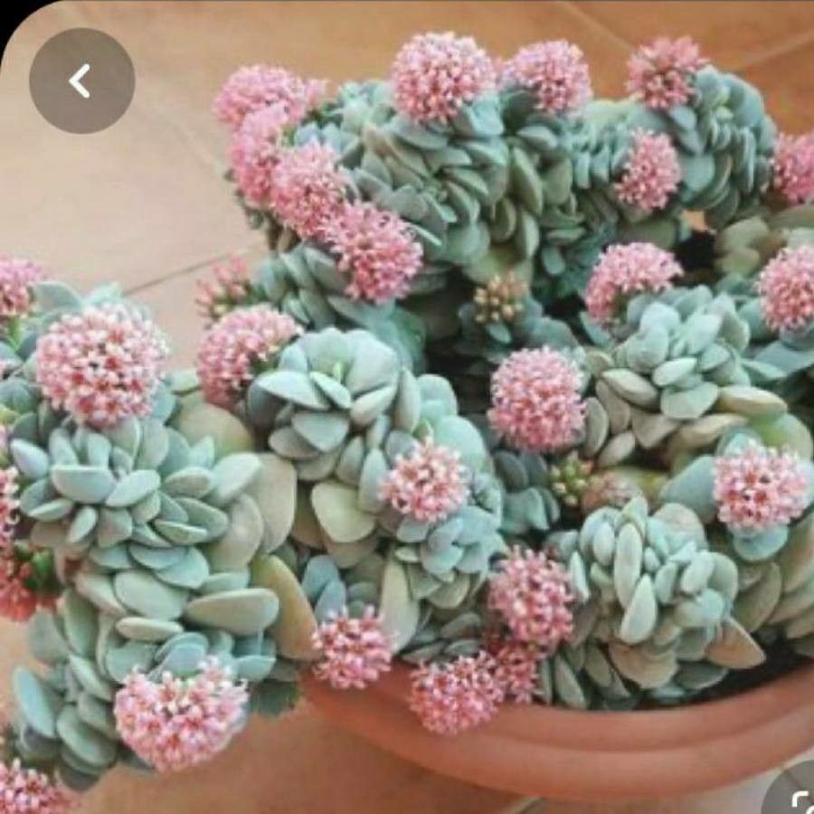 Crassula namaquensis — search result for 'Crassula'