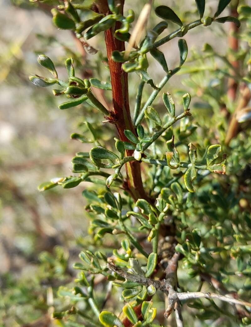 Adesmia volckmannii — houseplant care guide