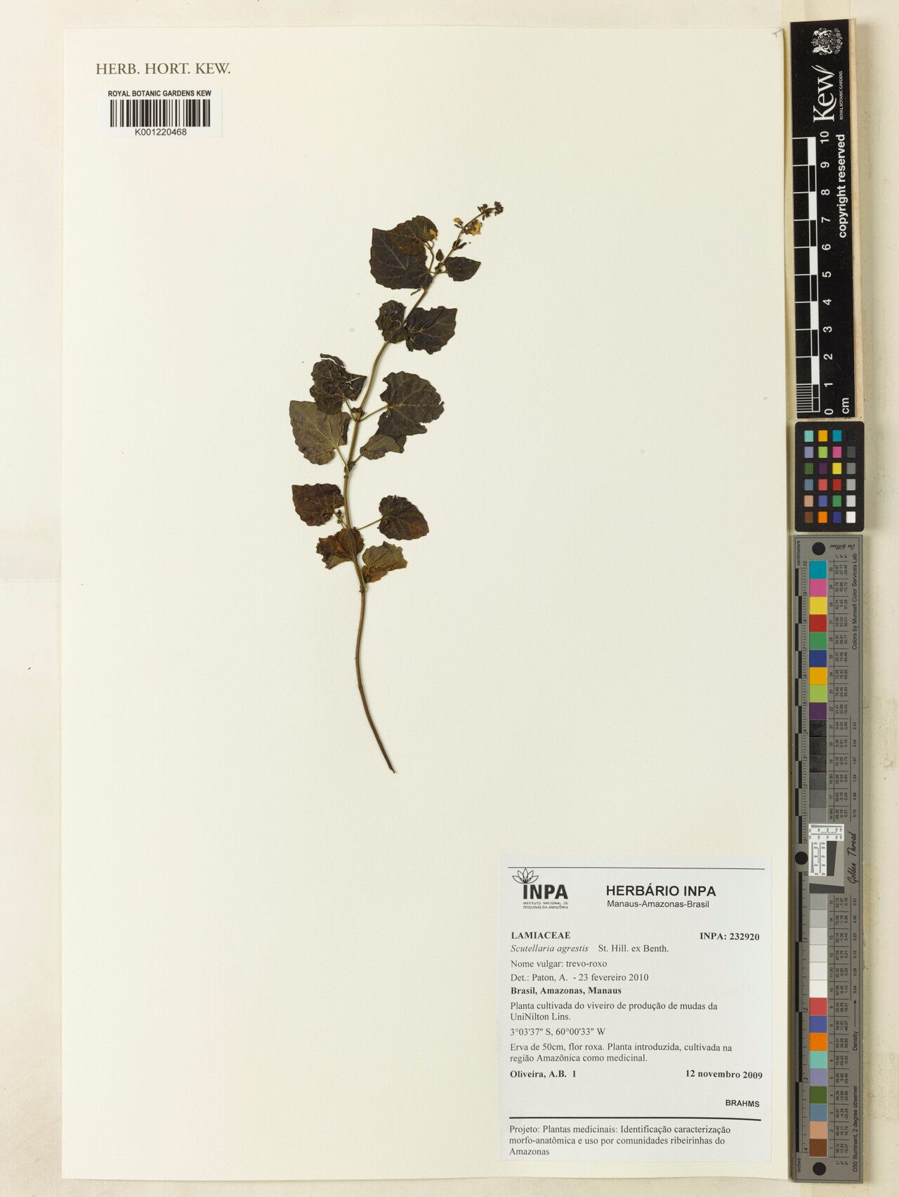 Scutellaria agrestis — related species from the same genus