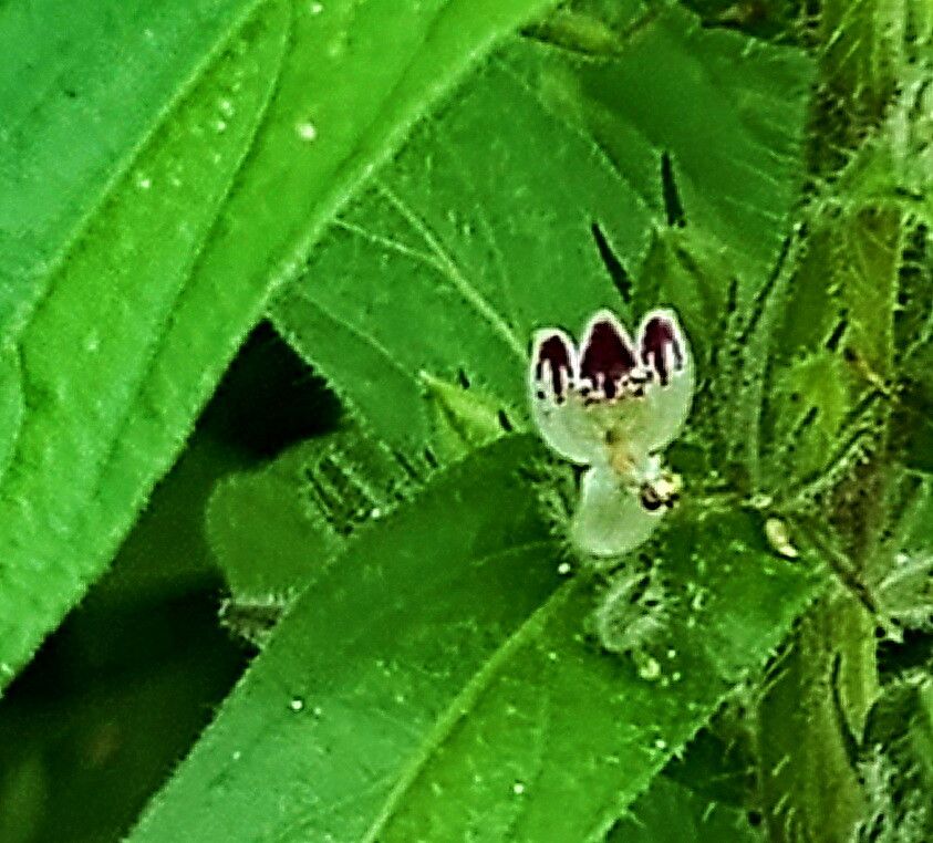 Andrographis echioides flower