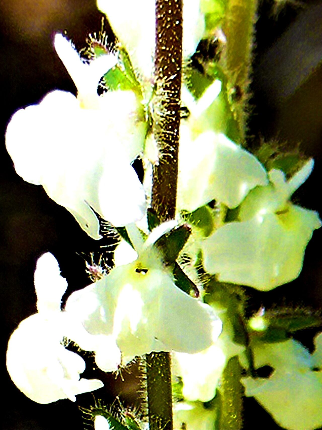 Sairocarpus coulterianus — search result for 'Antirrhinum'