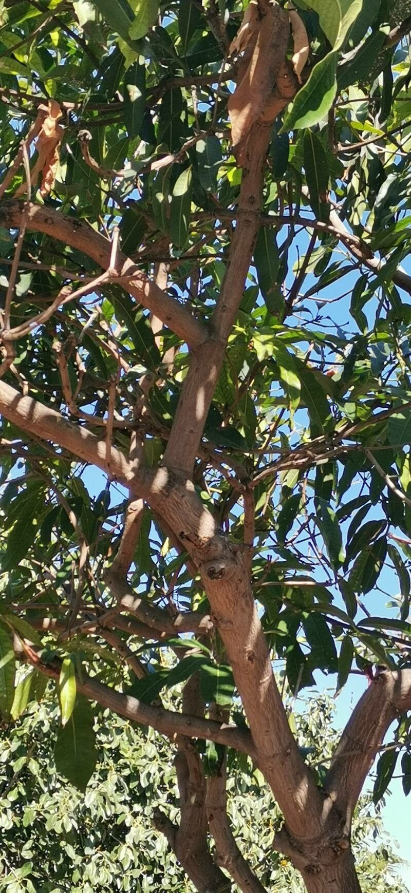 Mangifera zeylanica bark