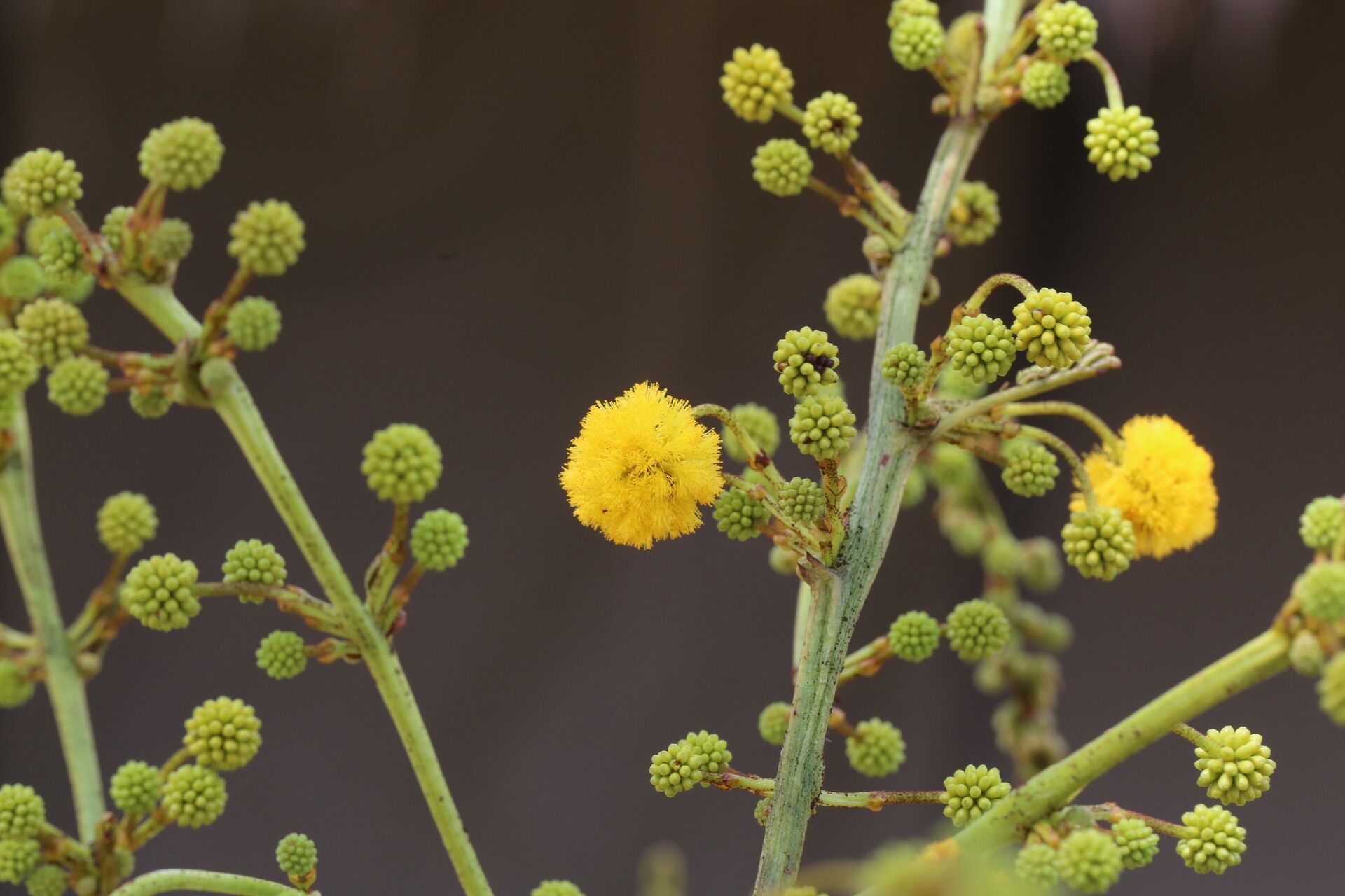 Vachellia amythethophylla flower